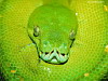 miniatura_81 copia